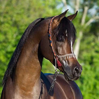Afrikhan Shah